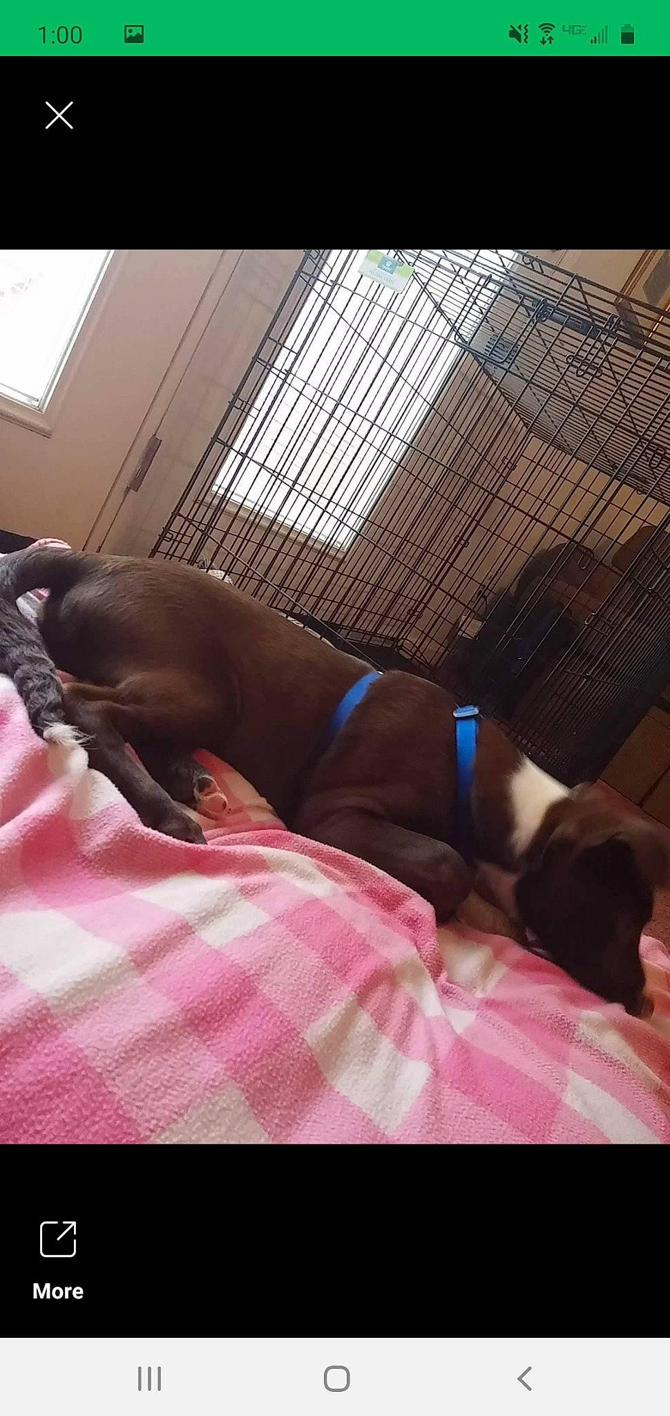 Seamus is registered to the contest to win money with this photo: canidae, carnivore, dog, dog_breed, fawn, labrador_retriever, non_sporting_group, puppy, sporting_group