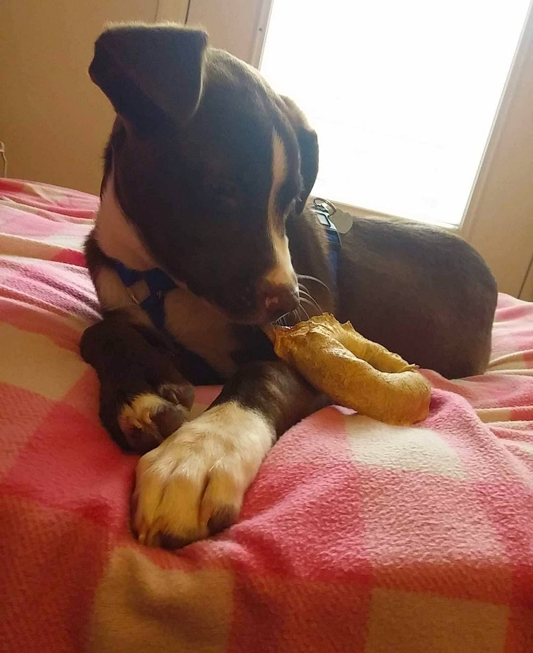 Seamus joined the competition — help win amazing prizes! canidae, carnivore, dobermann, dog, dog_breed, fawn, guard_dog, leg, nap, paw, puppy, sporting_group, tail