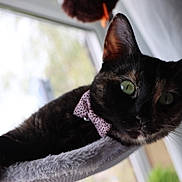 Annie joined the competition — help win amazing prizes! cat, tortoiseshell, green_eyes, bow_tie, pet, indoor, window, soft_perch, curious, close_up, feline, animal, cute, relaxed, whiskers, ears, portrait, domestic_cat, furry, looking