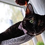 cat, tortoiseshell, green_eyes, bow_tie, pet, indoor, window, soft_perch, curious, close_up, feline, animal, cute, relaxed, whiskers, ears, portrait, domestic_cat, furry, looking