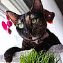 Annie joined the competition — help win amazing prizes! cat, tortoiseshell, green_eyes, collar, polka_dot, indoor, grass, window, pet, feline, close_up, curious, ledges, soft_light, toy, pink, animal, whiskers, ears, portrait