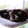 Annie is registered to the contest to win money with this photo: cat, tortoiseshell, pet, feline, whiskers, green_eyes, relaxed, indoor, window, sunlight, soft_texture, fur, resting, closeup, animal, cozy, perch, lazy, nap, home
