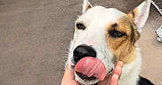 Leonardo joined the competition — help win amazing prizes! dog, pet, animal, tongue, licking, hand, outdoor, concrete_floor, collar, leash, brown, white, black, ears, face, close_up, sitting, relaxed, canine, friendly