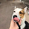 dog, pet, animal, tongue, licking, hand, outdoor, concrete_floor, collar, leash, brown, white, black, ears, face, close_up, sitting, relaxed, canine, friendly