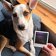 Leonardo is registered to the contest to win money with this photo: dog, animal, pet, chair, window, hand, polaroid_photo, wooden_surface, indoor, sunlight, ears, fur, portrait, seated, looking_up, cozy, relaxed, brown, white, black