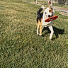 Leonardo joined the competition — help win amazing prizes! dog, frisbee, grass, outdoor, park, play, pet, sunlight, animal, nature, fence, tree, blue_sky, canine, fetch, running, active, daytime, happy, playful