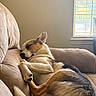 Leonardo joined the competition — help win amazing prizes! dog, sleeping, couch, indoor, window, sunlight, pet, relaxation, cozy, resting, fur, canine, blinds, comfort, home, animal, paw, brown, white, black