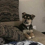 Lexi is registered to the contest to win money with this photo: canidae, carnivore, dog, dog_breed, labrador_husky, mammal, puppy, siberian_husky, vertebrate