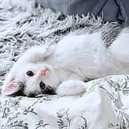 Kenzo is registered to the contest to win money with this photo: kitten, cat, pet, feline, white_fur, grey_fur, cute, lying_down, bed, blanket, soft, cozy, indoor, close_up, animal, domestic, young, whiskers, pink_nose, fur