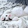 kitten, cat, pet, feline, white_fur, grey_fur, cute, lying_down, bed, blanket, soft, cozy, indoor, close_up, animal, domestic, young, whiskers, pink_nose, fur