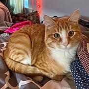 Poppy joined the competition — help win amazing prizes! cat, orange_tabby, white_fur, pet, indoor, bed, blanket, quilt, fur, animal, cute, resting, cozy, soft_lighting, window, curtains, string_lights, home, relaxed, domestic_cat