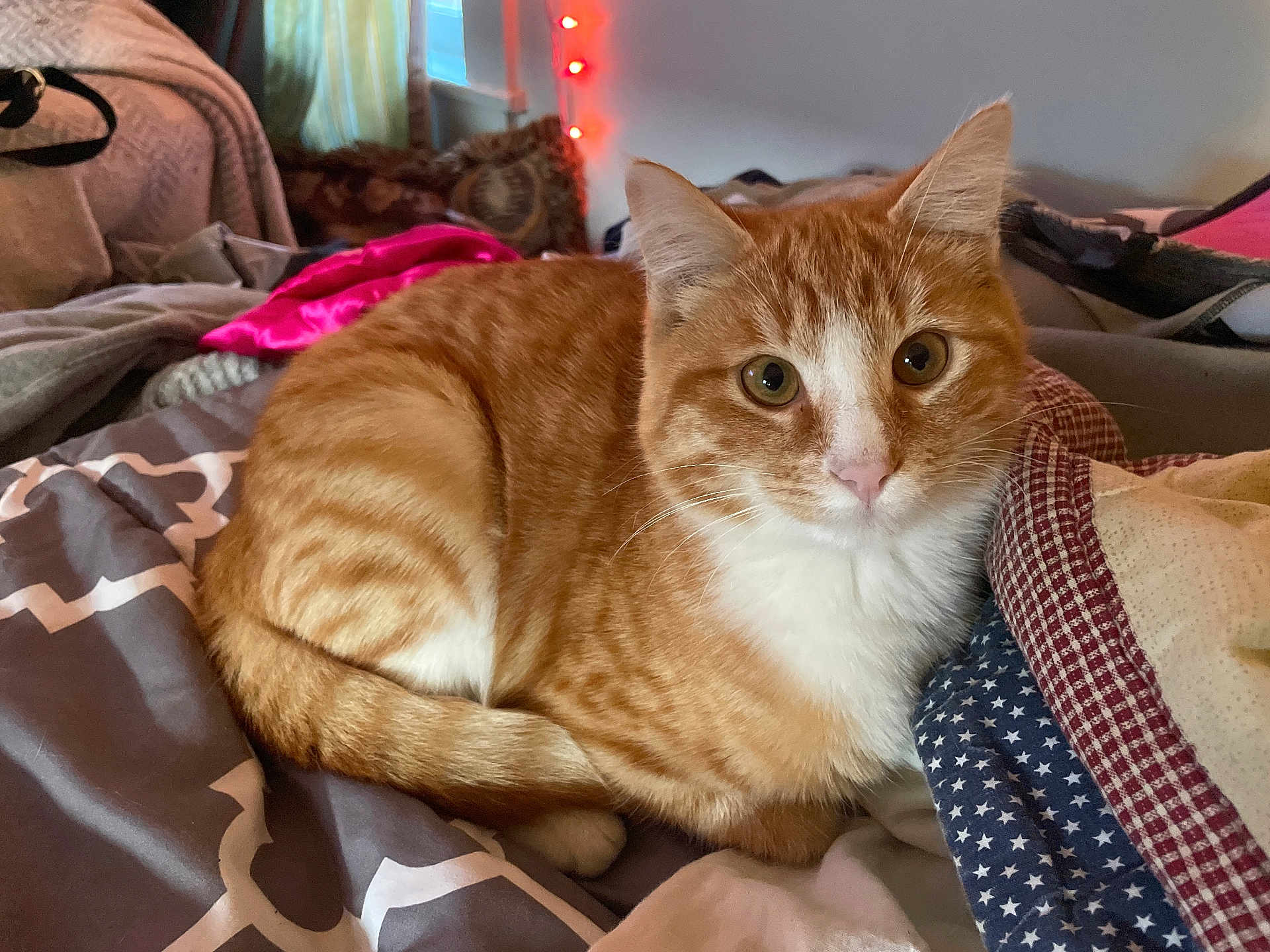Poppy joined the competition — help win amazing prizes! cat, orange_tabby, white_fur, pet, indoor, bed, blanket, quilt, fur, animal, cute, resting, cozy, soft_lighting, window, curtains, string_lights, home, relaxed, domestic_cat
