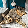 Tigrou participe au concours pour gagner de l'argent avec cette photo : animal, blue_wall, carpeted_surface, cat, cat_tree, close_up, ears, feline, fur, house_pet, indoor, paw, pet, relaxed, resting, sleepy, tabby_cat, tail, toy, whiskers