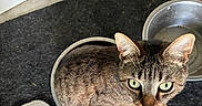 Tigrou participe au concours pour gagner de l'argent avec cette photo : animal, black_surface, bowl, cat, closeup, curious, domestic_cat, feline, floor_mat, green_eyes, home, household, indoor, looking_up, metal_bowl, pet, sitting, tabby_cat, texture, whiskers