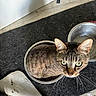 animal, black_surface, bowl, cat, closeup, curious, domestic_cat, feline, floor_mat, green_eyes, home, household, indoor, looking_up, metal_bowl, pet, sitting, tabby_cat, texture, whiskers