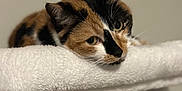 Tigger is registered to the contest to win money with this photo: cat, calico, pet, animal, feline, resting, white_fur, soft_texture, indoor, closeup, portrait, cute, whiskers, ears, sleepy, relaxed, fur, tabby, calm, domestic