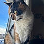Tigger joined the competition — help win amazing prizes! cat, calico, window, indoor, fur, whiskers, animal, pet, daylight, reflection, closeup, profile, looking, soft_light, winter, snow, house, background, cozy, feline