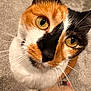 Tigger joined the competition — help win amazing prizes! cat, calico, close_up, pet, animal, fur, whiskers, yellow_eyes, curious, face, indoor, carpet, paw, cute, domestic, mammal, feline, looking_up, soft_texture, close_range
