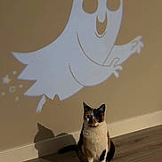 Tigger is registered to the contest to win money with this photo: cat, calico_cat, animal, pet, indoor, wooden_floor, shadow, wall, projection, ghost, cartoon, cute, sitting, floor, mammal, feline, calm, home, playful, decor