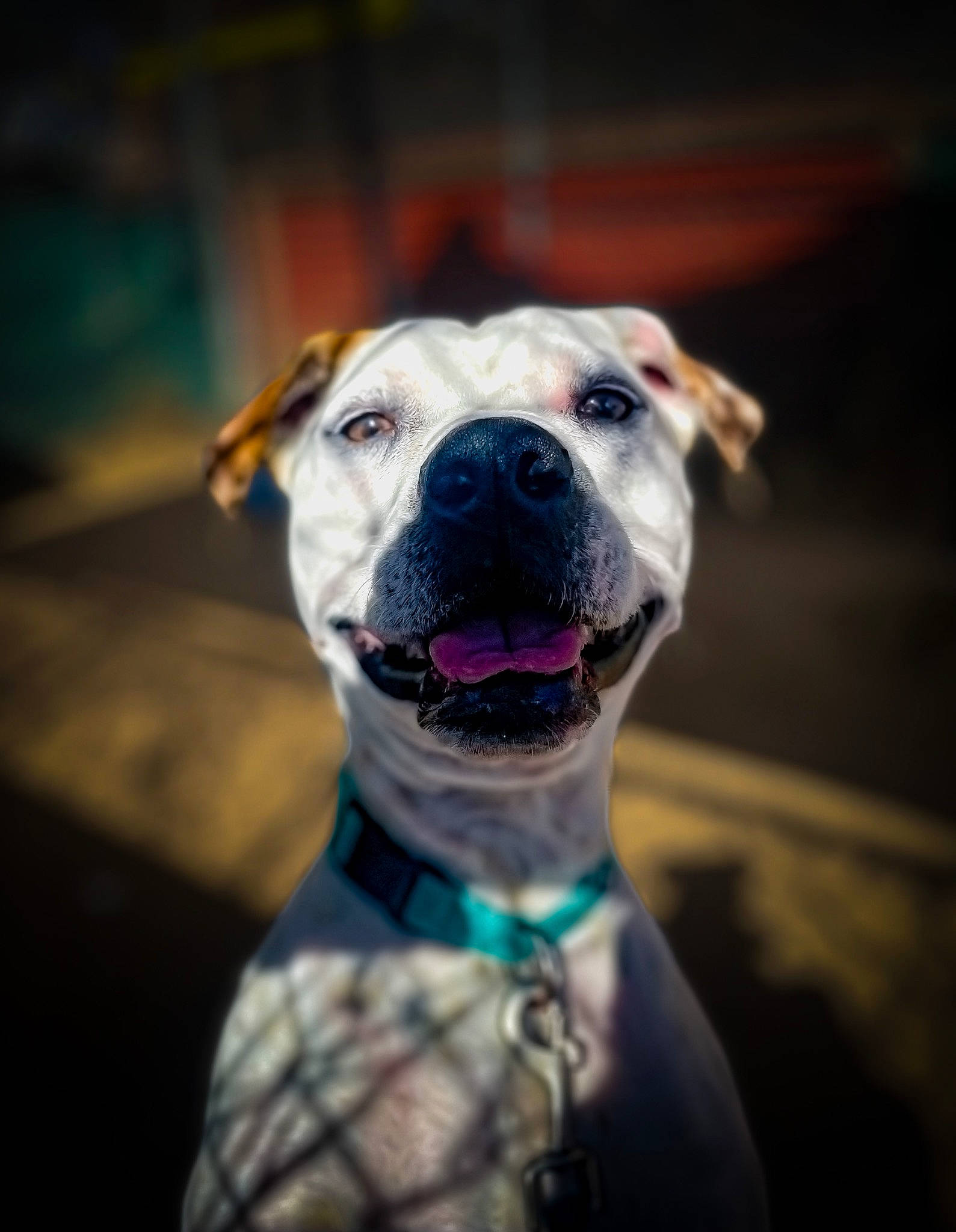 Devon is registered to the contest to win money with this photo: canidae, carnivore, cloud, collar, companion_dog, dog, dog_breed, dog_collar, dog_supply, electric_blue, fawn, grass, non_sporting_group, pet_supply, sky, snout, sporting_group, whiskers, working_animal, working_dog
