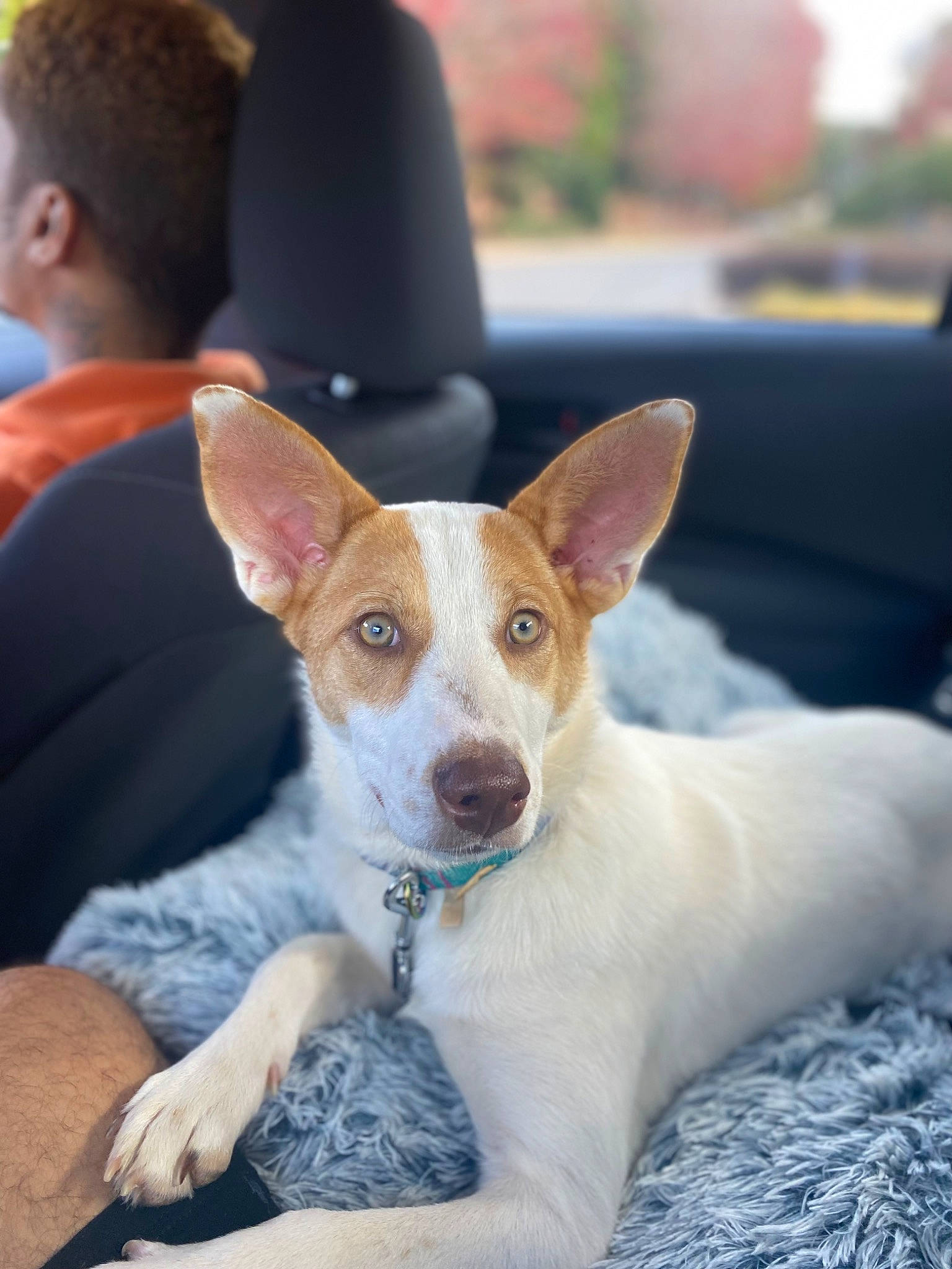 Nami joined the competition — help win amazing prizes! canidae, carnivore, comfort, companion_dog, dog, dog_breed, fawn, fur, irishjacks, plant, snout, sporting_group, terrestrial_animal, whiskers