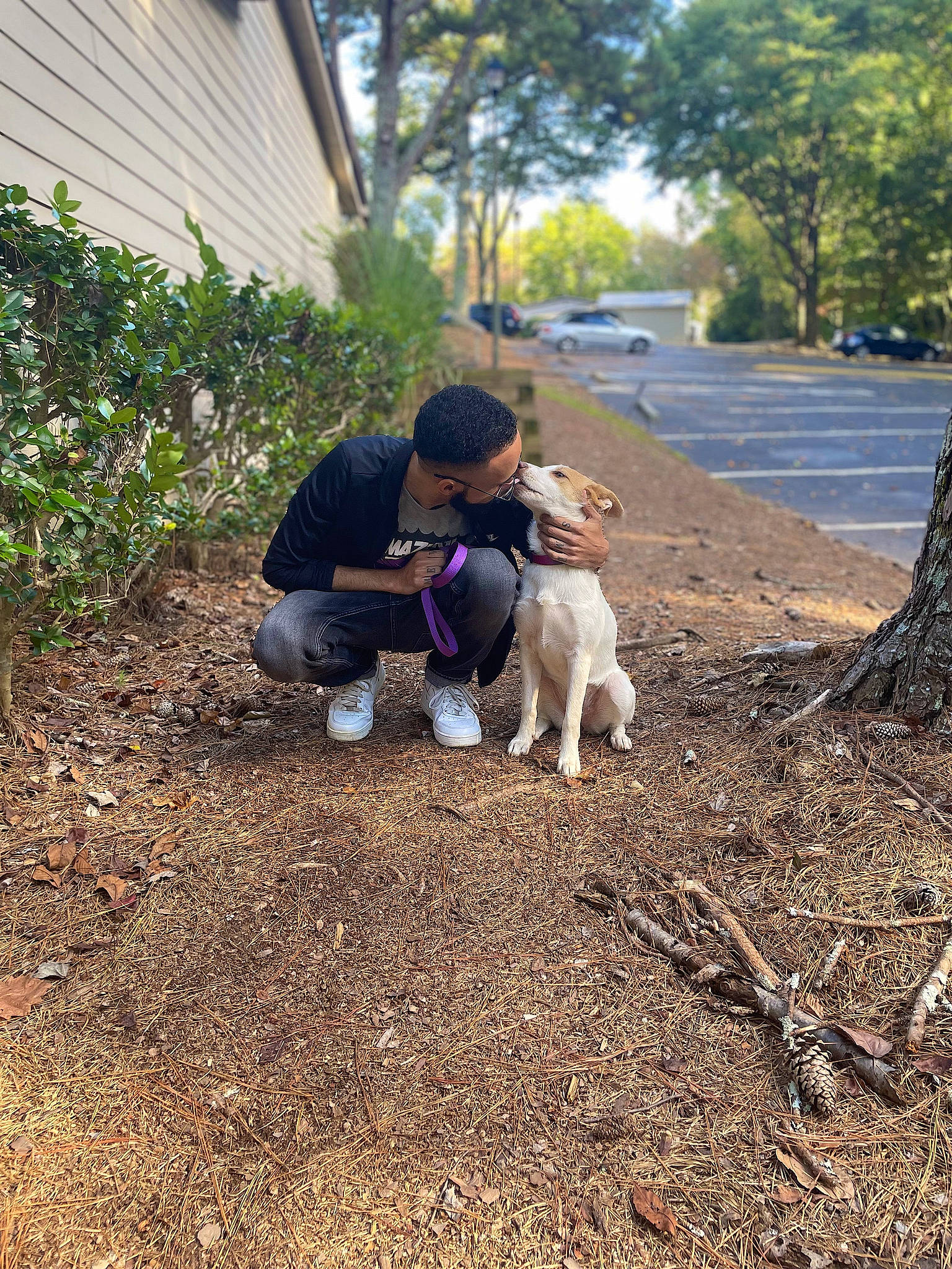 Nami is registered to the contest to win money with this photo: asphalt, canidae, carnivore, companion_dog, dog, dog_breed, fawn, grass, landscape, leisure, people_in_nature, plant, road_surface, sidewalk, sitting, soil, sporting_group, toy_dog, tree, yard