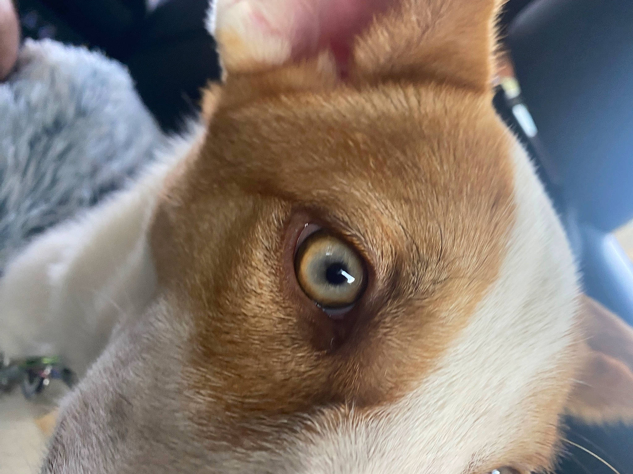Nami joined the competition — help win amazing prizes! canidae, carnivore, comfort, companion_dog, dog, dog_breed, ear, eye, fawn, fur, head, liver, non_sporting_group, photography, snout, sporting_group, terrestrial_animal, toy_dog, whiskers, working_animal