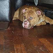 Buddy is registered to the contest to win money with this photo: dog, bulldog, brown_dog, indoor, wooden_floor, couch, pet, animal, resting, lying_down, floor, furniture, household, domestic, canine, red_eye, ear, snout, nose, room