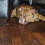 dog, bulldog, brown_dog, indoor, wooden_floor, couch, pet, animal, resting, lying_down, floor, furniture, household, domestic, canine, red_eye, ear, snout, nose, room