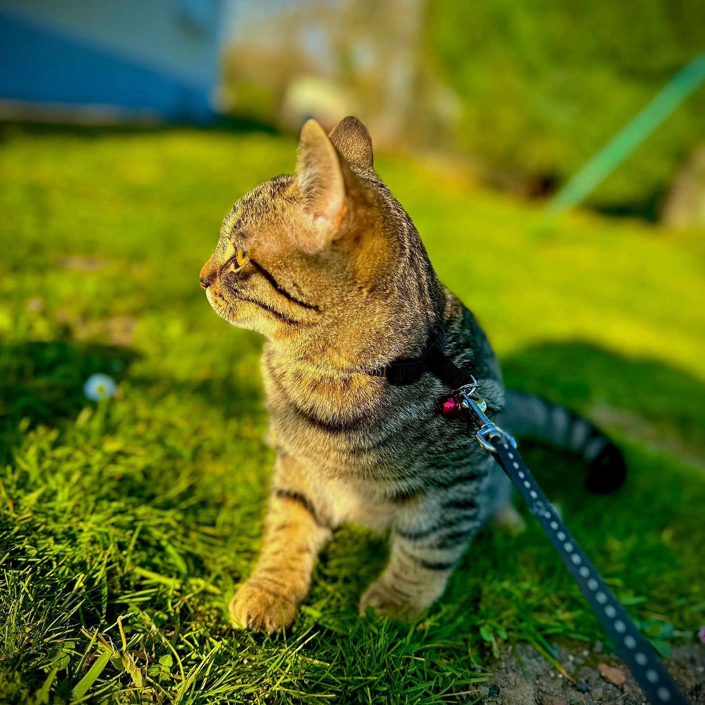 Tigger