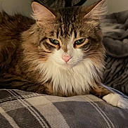 Turbo is registered to the contest to win money with this photo: cat, tabby, fluffy, pet, animal, indoor, feline, resting, blanket, plaid, white_paws, green_eyes, fur, cozy, home, fan, relaxed, mammal, cute, portrait