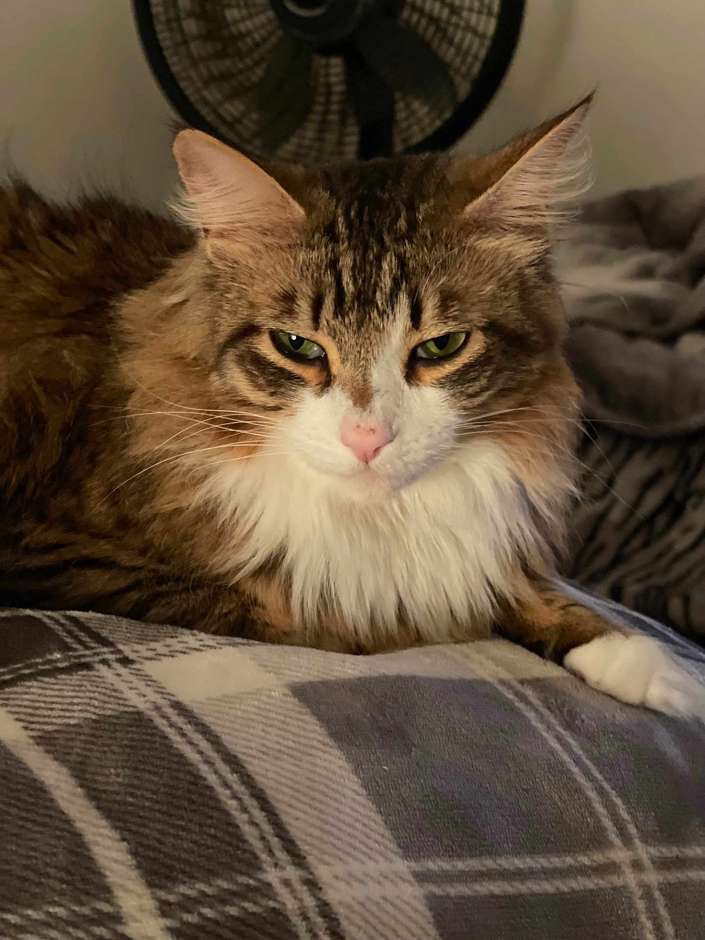 Turbo is registered to the contest to win money with this photo: cat, tabby, fluffy, pet, animal, indoor, feline, resting, blanket, plaid, white_paws, green_eyes, fur, cozy, home, fan, relaxed, mammal, cute, portrait