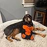 dog, stuffed_toy, indoor, rug, black_and_tan, relaxed, pet, toy, carpet, furniture, chair, window, blind, wall, floor, domestic_animal, cozy, resting, animal, companion