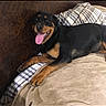 Tasha joined the competition — help win amazing prizes! rottweiler, dog, pet, animal, tongue_out, bed, blanket, pillow, plaid, cozy, indoor, resting, happy, smiling, fur, canine, domestic_animal, relaxed, cute, companion