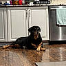 Tasha joined the competition — help win amazing prizes! dog, rottweiler, indoor, kitchen, floor, cabinet, dishwasher, towel, countertop, wood_floor, pet, resting, domestic, appliance, tile_backsplash, household, animal, canine, relaxed, home