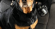 Tasha joined the competition — help win amazing prizes! rottweiler, dog, pet, indoor, living_room, rug, couch, person, black_and_tan, canine, animal, furniture, seated, companion, domestic, looking_at_camera, cozy, home, carpet, blanket