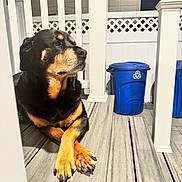 Tasha is registered to the contest to win money with this photo: dog, rottweiler, porch, wooden_floor, sunlight, paws, crossed_paws, fence, recycling_bin, blue_bin, outdoor, pet, animal, resting, daytime, quiet, calm, watchful, domestic, canine