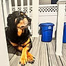 dog, rottweiler, porch, wooden_floor, sunlight, paws, crossed_paws, fence, recycling_bin, blue_bin, outdoor, pet, animal, resting, daytime, quiet, calm, watchful, domestic, canine