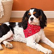 Boomer a rejoint le concours — aidez-le/la à gagner de superbes lots ! dog, cavalier_king_charles_spaniel, pet, bandana, red_bandana, black_white_coat, brown_markings, long_hair, floppy_ears, lying_down, indoor, wooden_floor, orange_wall, woven_basket, home, portrait, animal, cute, direct_gaze, natural_light