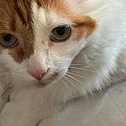 Zombie is registered to the contest to win money with this photo: cat, close_up, orange_and_white, green_eyes, whiskers, pink_nose, fur, pet, animal, resting, indoor, soft_surface, cute, curious, mammal, feline, domestic_cat, portrait, face, detail