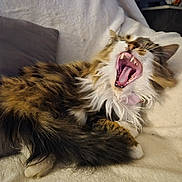 Nala a rejoint le concours — aidez-le/la à gagner de superbes lots ! cat, feline, yawning, fluffy, fur, pet, domestic_animal, whiskers, sleepy, relaxed, indoor, blanket, pillow, closeup, mouth_open, teeth, tongue, tabby, resting, cozy