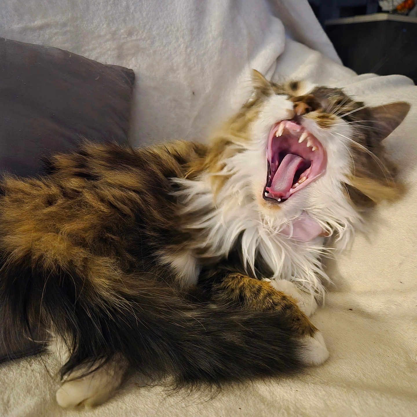 Nala a rejoint le concours — aidez-le/la à gagner de superbes lots ! blanket, cat, closeup, cozy, domestic_animal, feline, fluffy, fur, indoor, mouth_open, pet, pillow, relaxed, resting, sleepy, tabby, teeth, tongue, whiskers, yawning