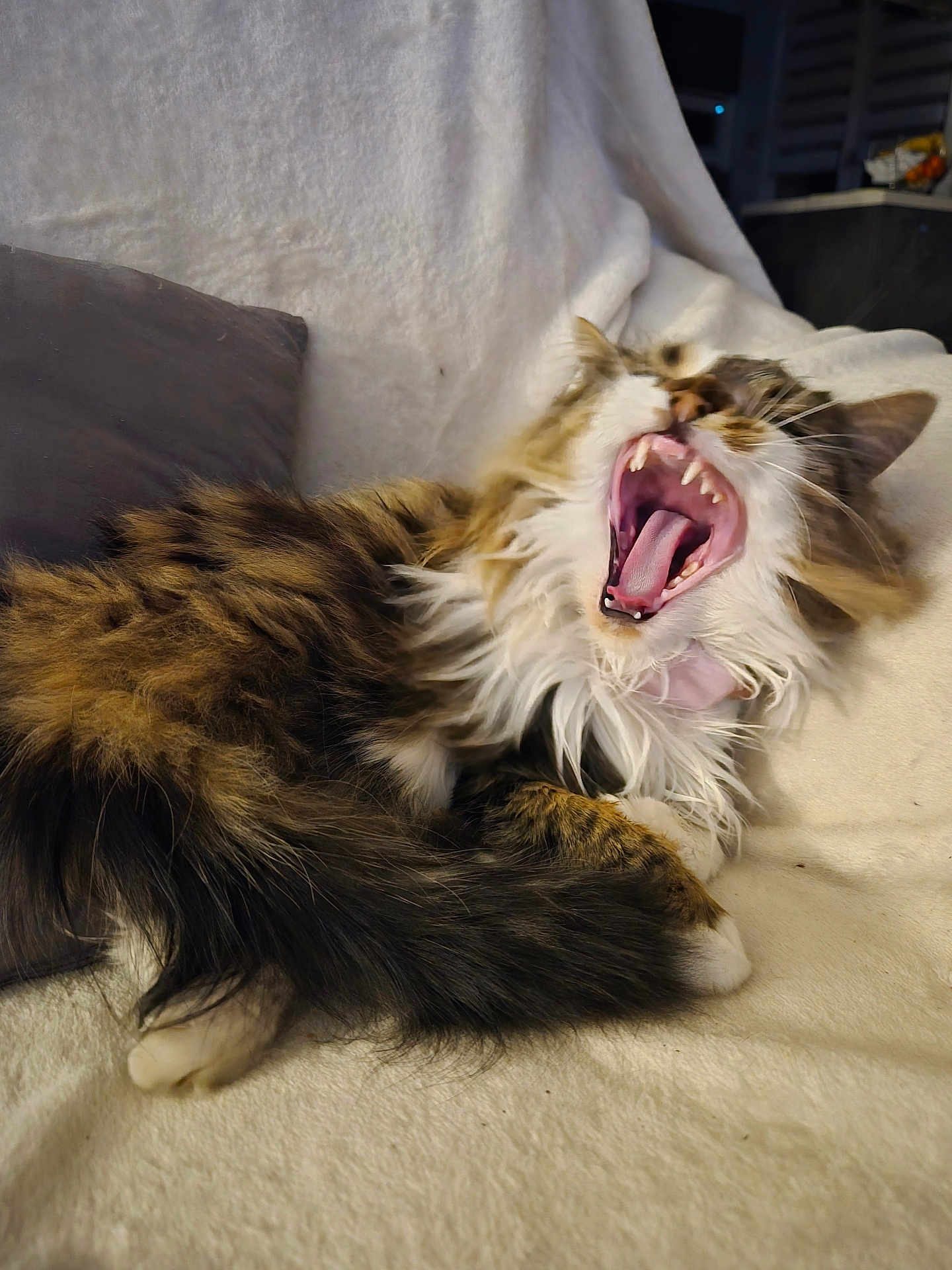 Nala a rejoint le concours — aidez-le/la à gagner de superbes lots ! cat, feline, yawning, fluffy, fur, pet, domestic_animal, whiskers, sleepy, relaxed, indoor, blanket, pillow, closeup, mouth_open, teeth, tongue, tabby, resting, cozy