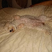 Poupette a rejoint le concours — aidez-le/la à gagner de superbes lots ! animal, bed, blanket, comfort, cozy, curly_fur, cute, dog, domestic, fluffy, fur, human_arm, indoor, lying_down, paw, pet, relaxed, resting, sleeping, white