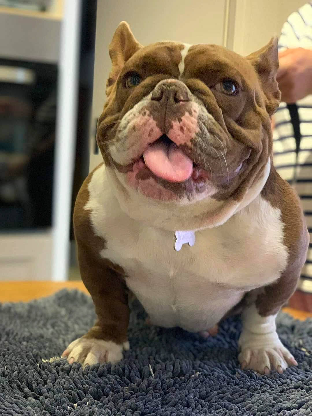 Victoria Secret participe au concours pour gagner de l'argent avec cette photo : ancient_dog_breeds, bulldog, canidae, carnivore, companion_dog, dog, dog_breed, dog_collar, fawn, flooring, fur, liver, non_sporting_group, snout, sporting_group, terrestrial_animal, toy_dog, whiskers, window, wrinkle