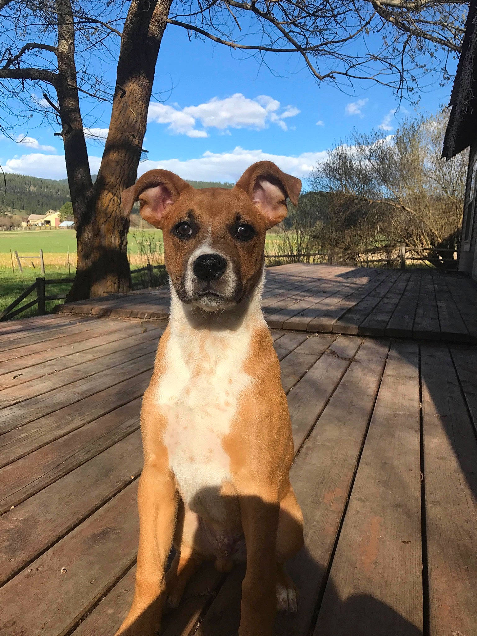 Ollie is registered to the contest to win money with this photo: canidae, carnivore, cloud, collar, companion_dog, dog, dog_breed, dog_collar, fawn, grass, landscape, plant, sky, snout, sunglasses, terrestrial_animal, tree, whiskers, wood, working_animal