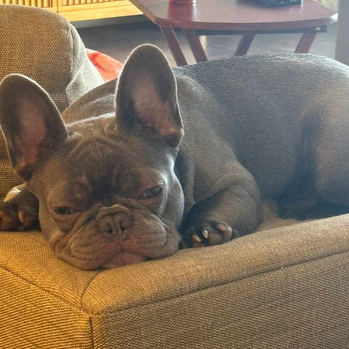 Taquito is registered to the contest to win money with this photo: animal, architecture, armchair, boxer, building, bulldog, canine, chair, couch, dog, frenchbulldog, furniture, indoors, livingroom, person, pet, pitbull, puppy, room, table