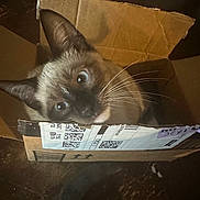 Milo is registered to the contest to win money with this photo: cat, siamese, cardboard_box, whiskers, blue_eyes, curious, pet, indoor, feline, animal, cute, box, brown, floor, closeup, looking_up, domestic_cat, young_cat, playful, small