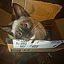 cat, siamese, cardboard_box, whiskers, blue_eyes, curious, pet, indoor, feline, animal, cute, box, brown, floor, closeup, looking_up, domestic_cat, young_cat, playful, small