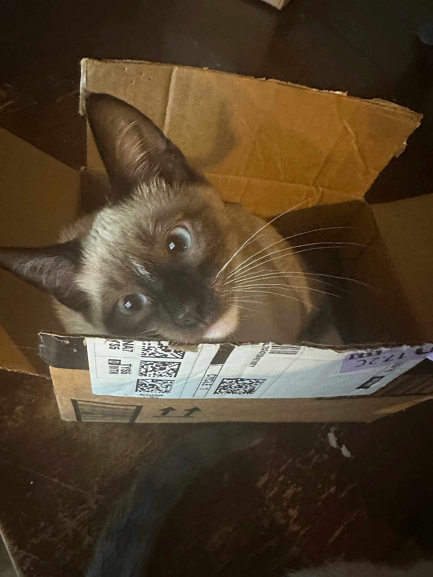 Milo is registered to the contest to win money with this photo: cat, siamese, cardboard_box, whiskers, blue_eyes, curious, pet, indoor, feline, animal, cute, box, brown, floor, closeup, looking_up, domestic_cat, young_cat, playful, small